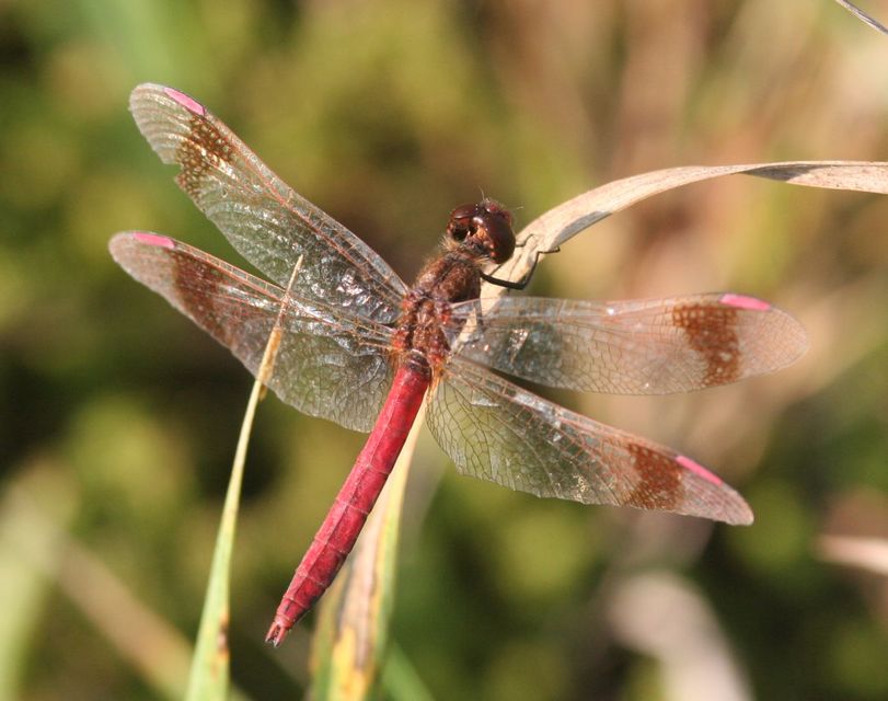 Sympetrum pedemontanum - szalagos katona-szitakötő