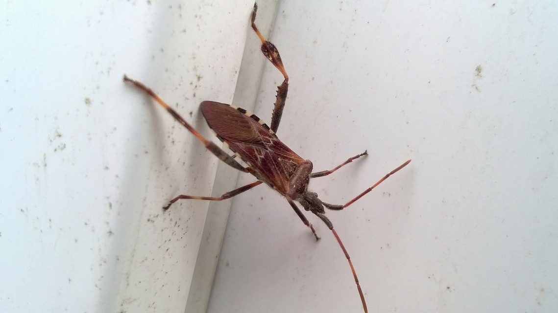 Leptoglossus occidentalis - nyugati levéllábú poloska Leptoglossus occidentalis - nyugati levéllábú poloska