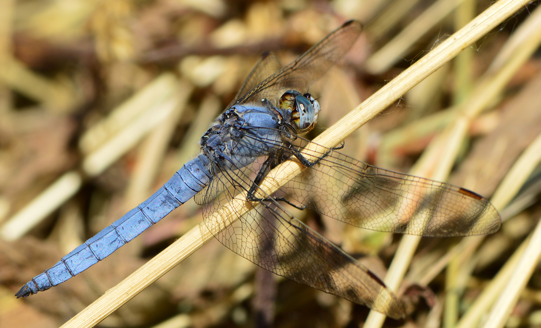 Orthetrum brunneum - pataki pásztorszitakötő