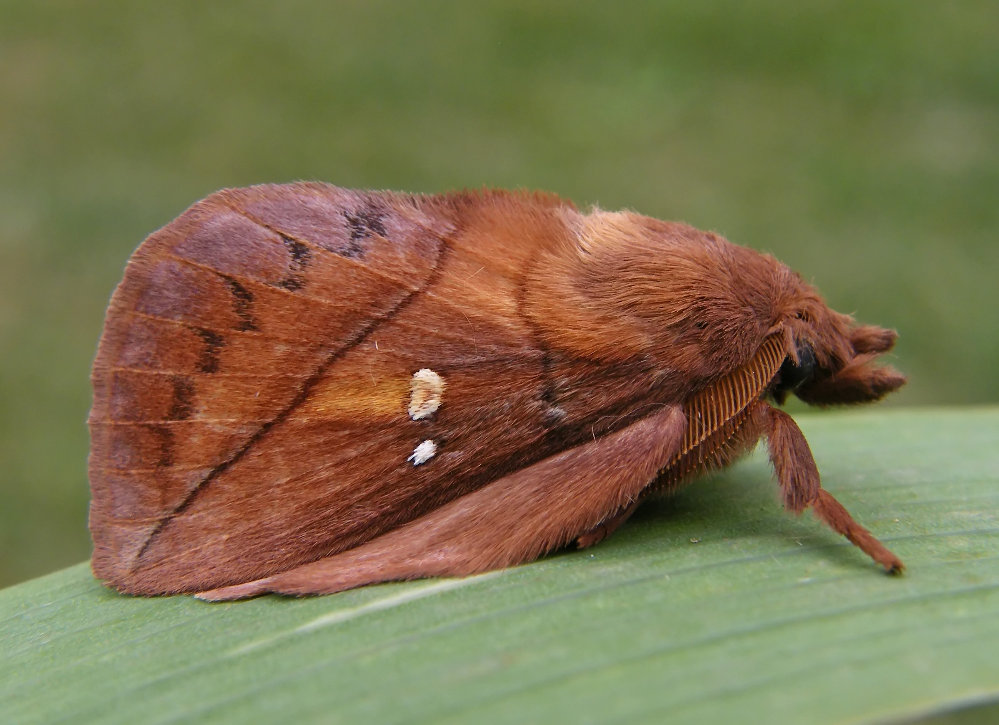 Euthrix potatoria - szomjas pohók