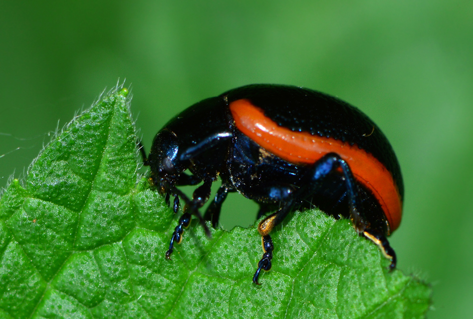 Chrysolina rossia - trapézhátú szegélyeslevelész