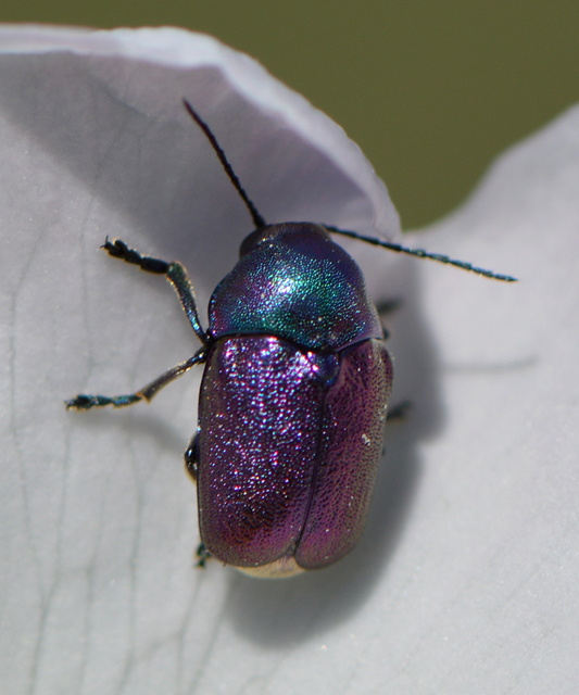 Cryptocephalus
