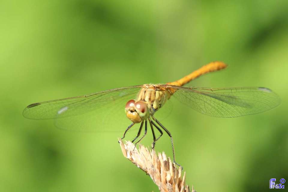 Sympetrum meridionale - fakó katona-szitakötő