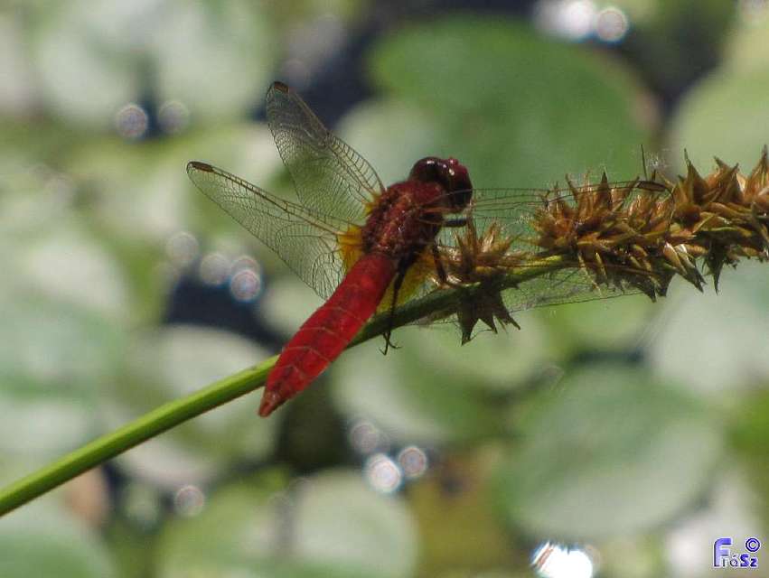 Crocothemis erythraea - skarlát szitakötő