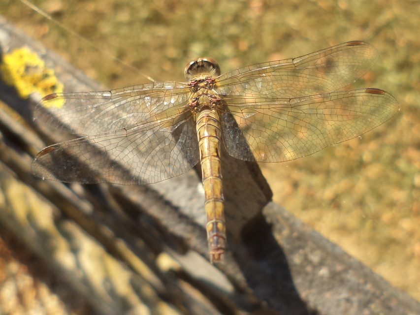 Sympetrum striolatum/vulgatum