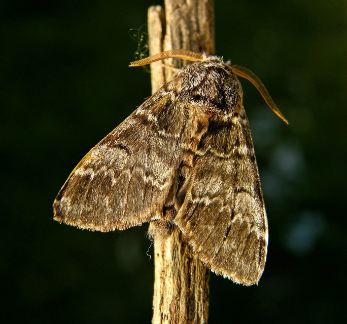Drymonia ruficornis - cserfa-púposszövő