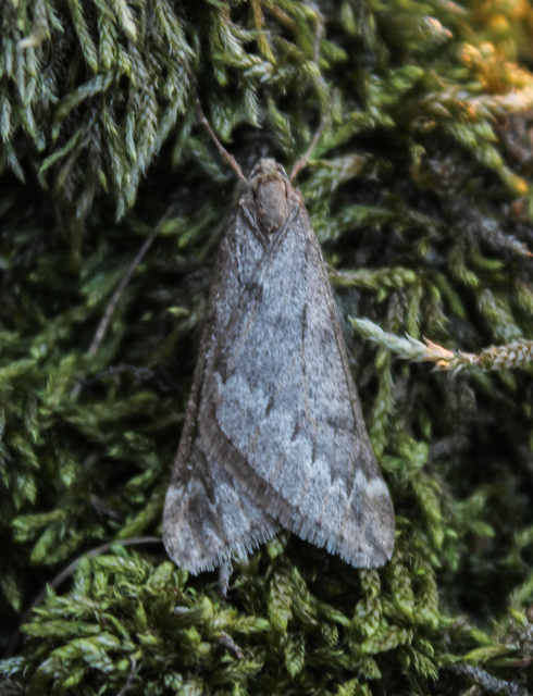 Alsophila aescularia - vadgesztenye-araszoló