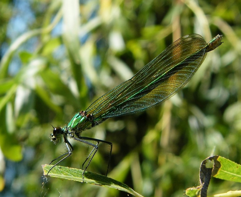 Calopteryx splendens - sávos szitakötő
