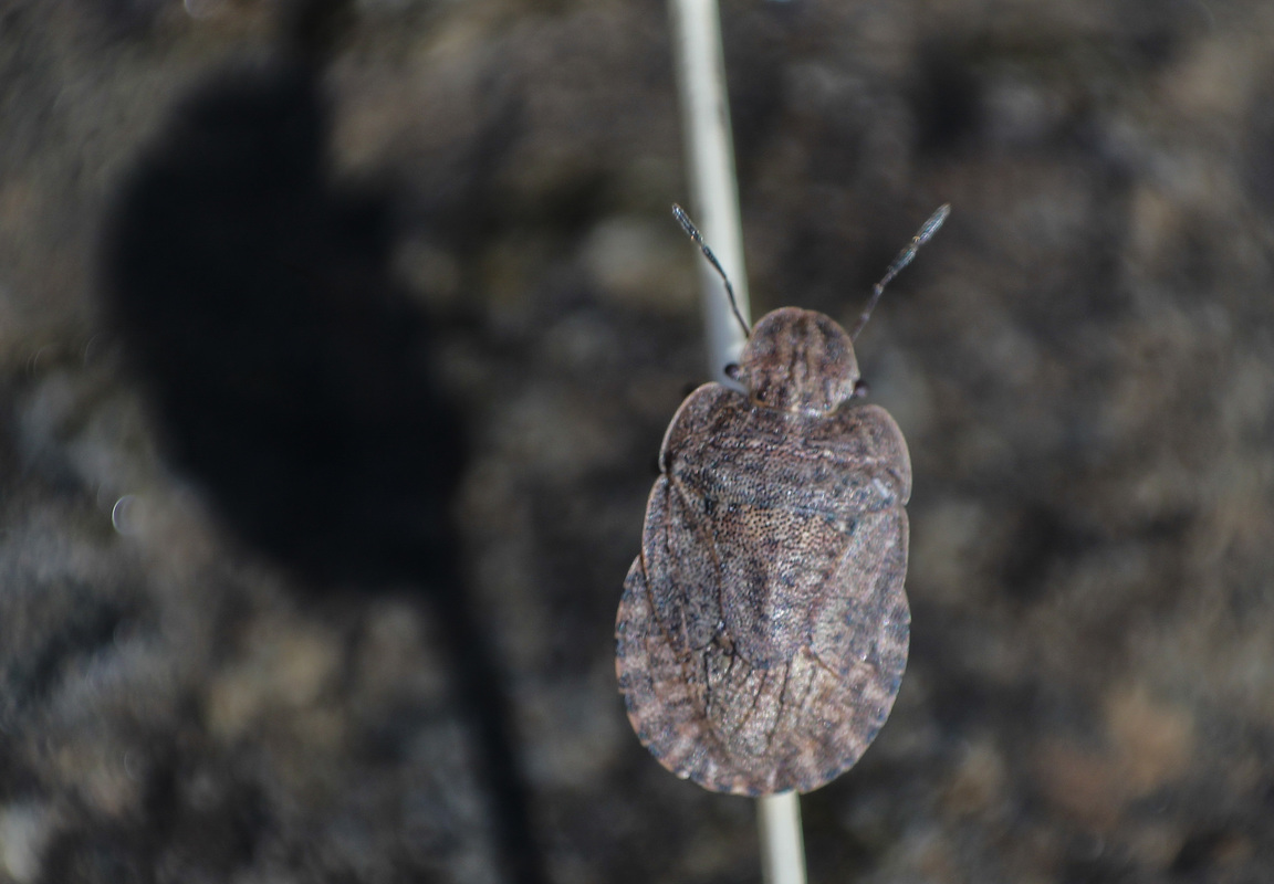 Sciocoris homalonotus