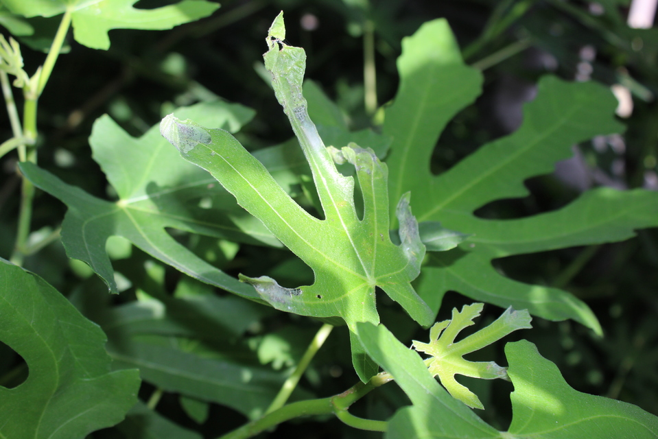 Choreutis nemorana - füge-levélmoly