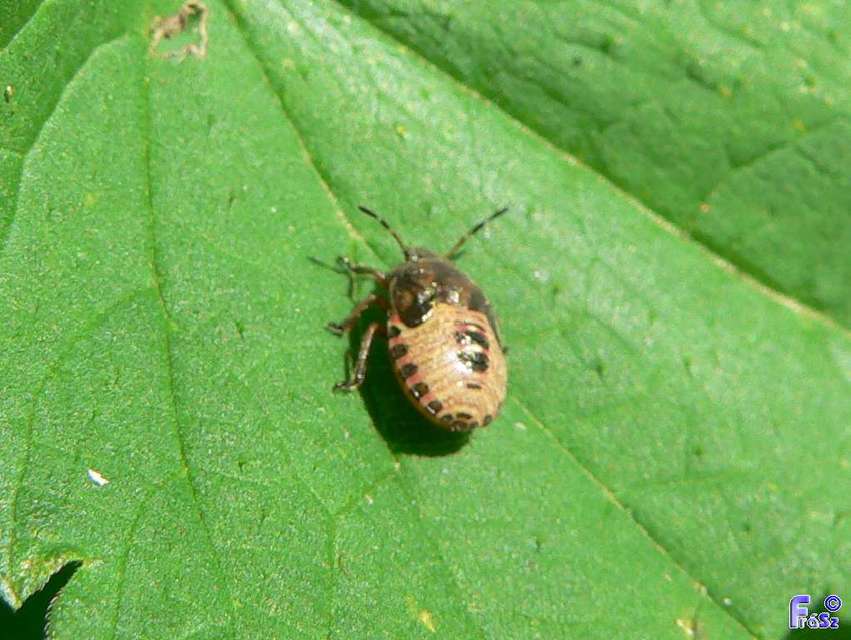 Peribalus strictus - tavaszi címerespoloska Peribalus strictus - tavaszi címerespoloska