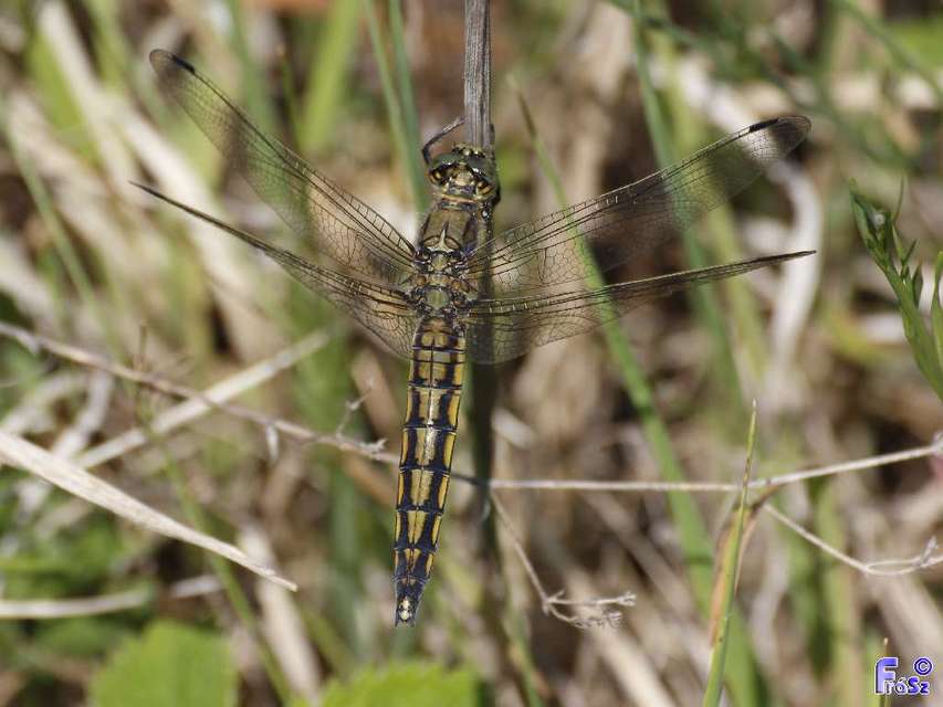 Orthetrum cancellatum - feketefarkú pásztorszitakötő