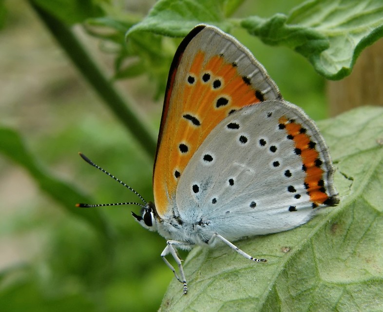 Lycaena dispar rutilus - nagy tűzlepke