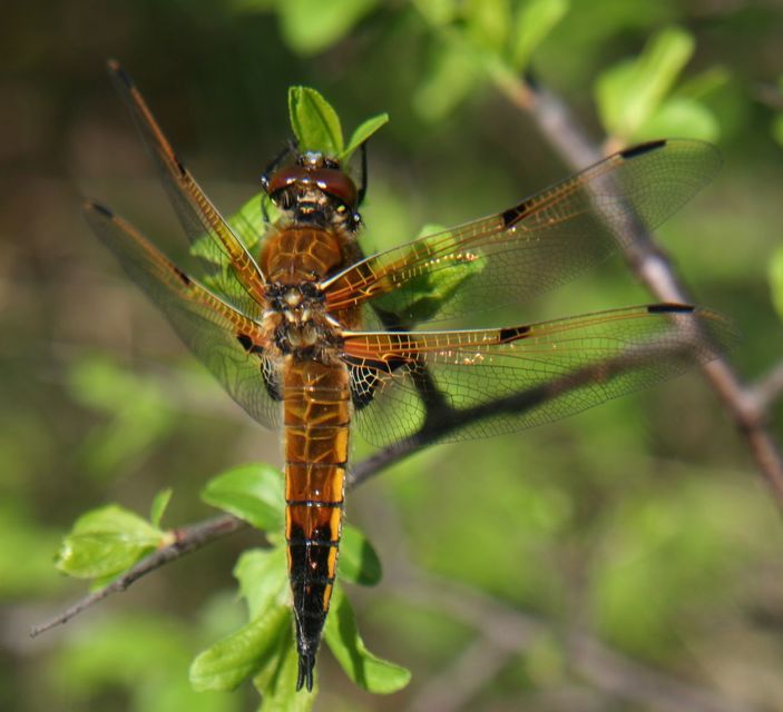 Libellula quadrimaculata - négyfoltos laposacsa
