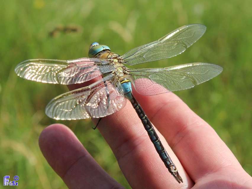 Anax parthenope - barna óriásacsa