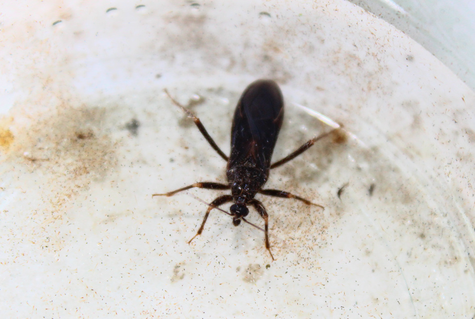 Reduvius personatus - szemetes zugpoloska