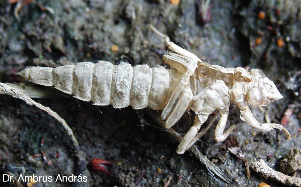 Gomphus flavipes - sárgalábú folyami-szitakötő