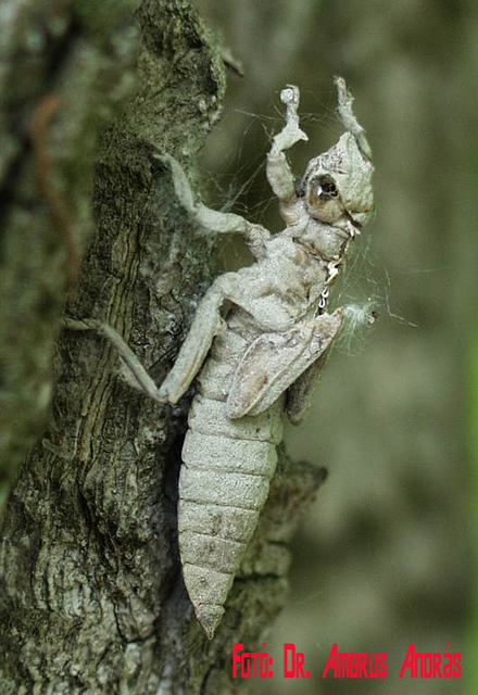 Gomphus vulgatissimus - feketelábú folyami-szitakötő