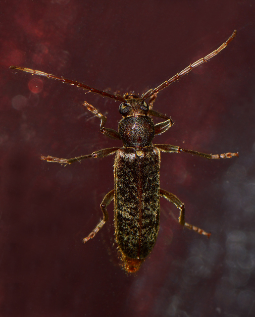 Trichoferus campestris - szállóvendég éjicincér