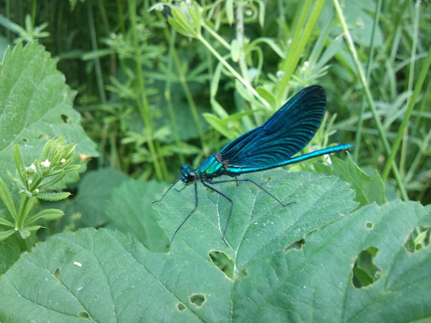 Calopteryx virgo - kisasszony-szitakötő