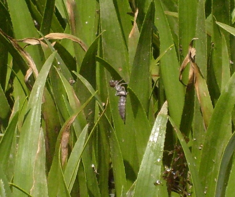 Aeshna viridis - kolokán-karcsúacsa