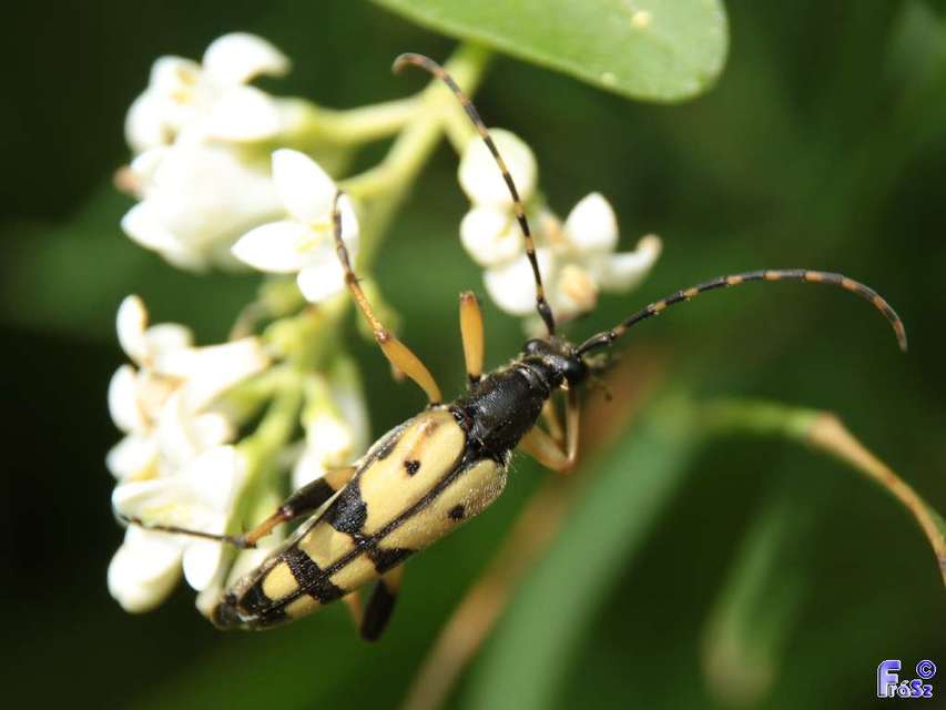 Rutpela maculata - tarkacsápú karcsúcincér