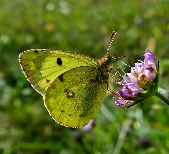 Colias alfacariensis - déli kéneslepke