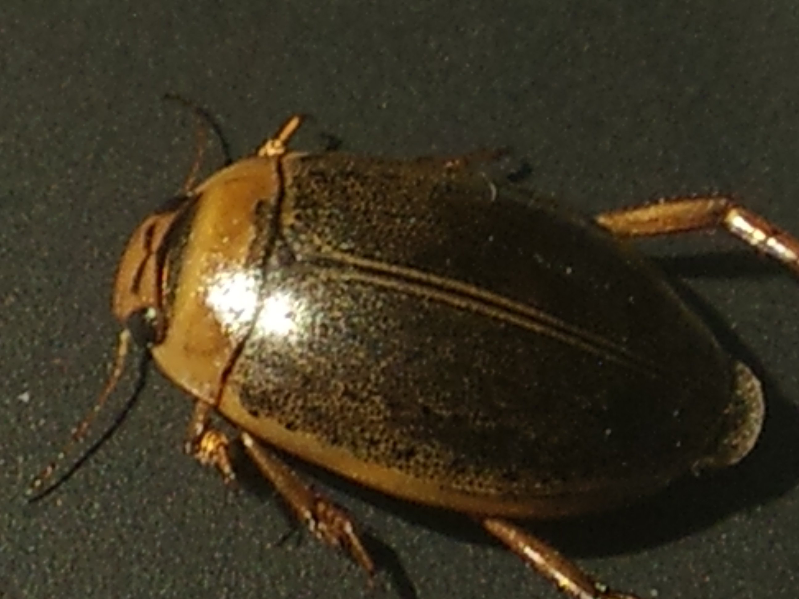 Rhantus consputus - lapos particsíkbogár
