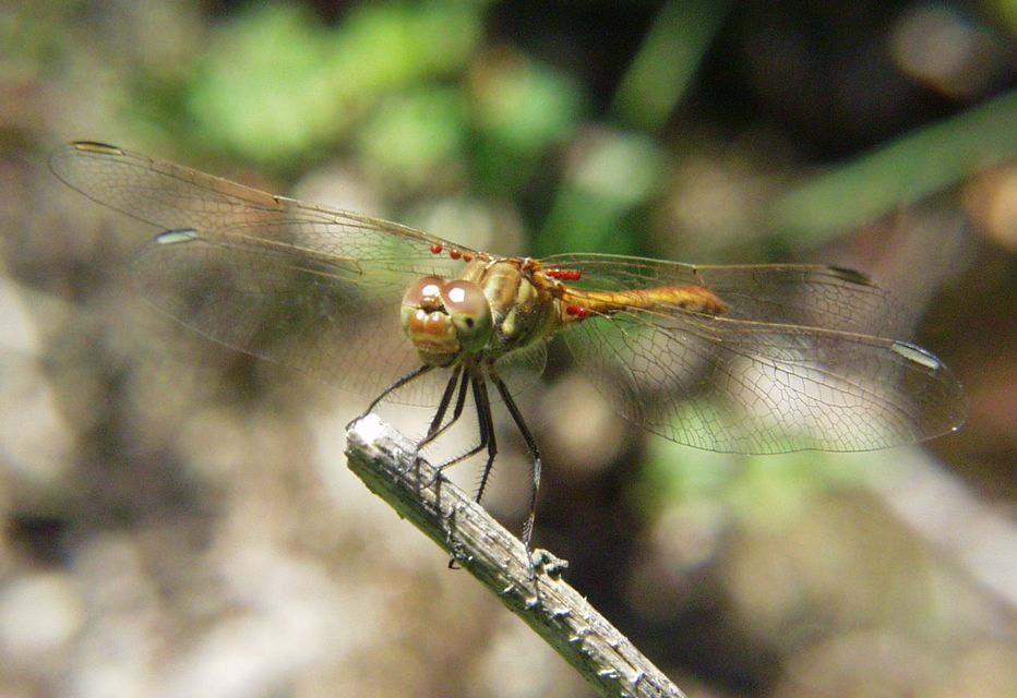 Sympetrum meridionale - fakó katona-szitakötő