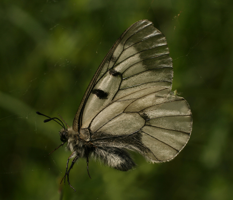 Parnassius mnemosyne - kis apollólepke