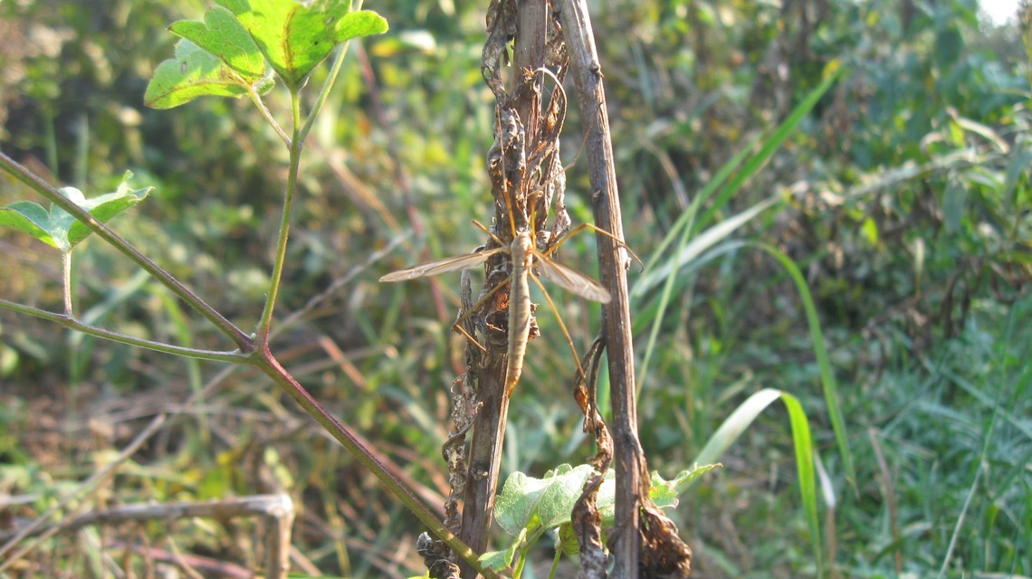 Tipula Tipula