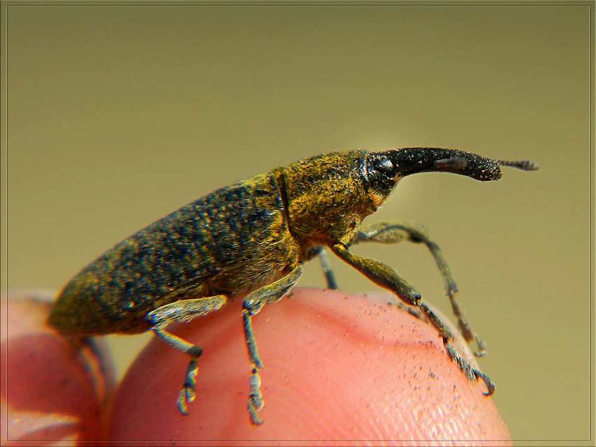 Lixus pulverulentus - mályvafúró dudvabarkó