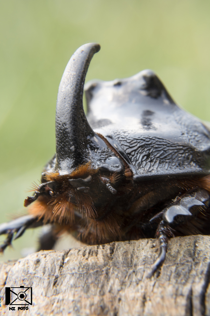 Oryctes nasicornis - orrszarvú bogár