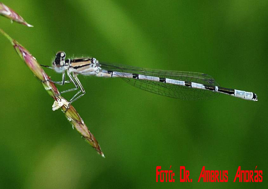 Enallagma cyathigerum - kéksávos légivadász Enallagma cyathigerum - kéksávos légivadász