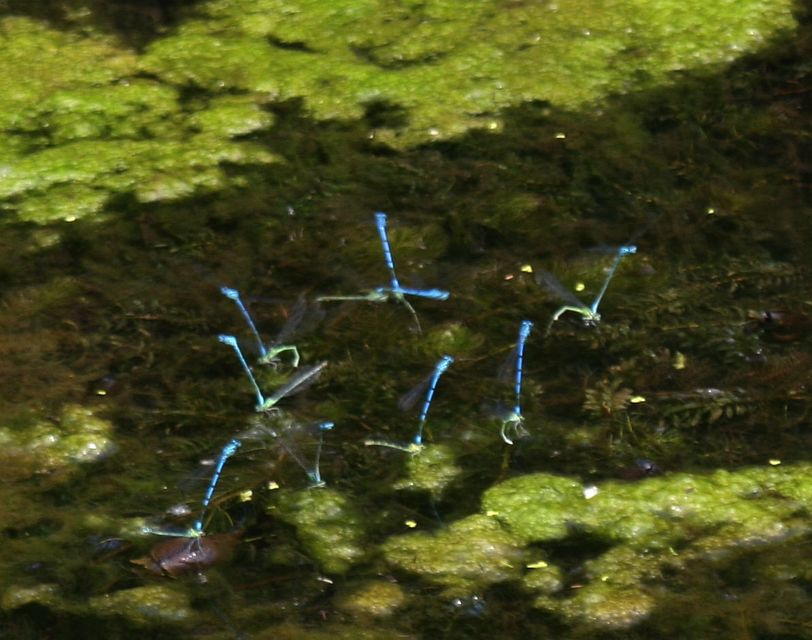 Coenagrion puella - azúrkék légivadász
