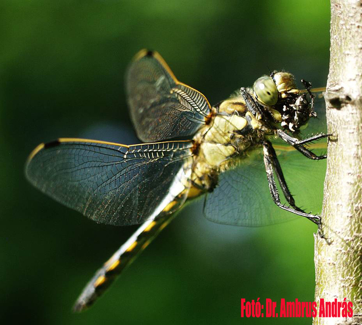 Orthetrum cancellatum - feketefarkú pásztorszitakötő Orthetrum cancellatum - feketefarkú pásztorszitakötő