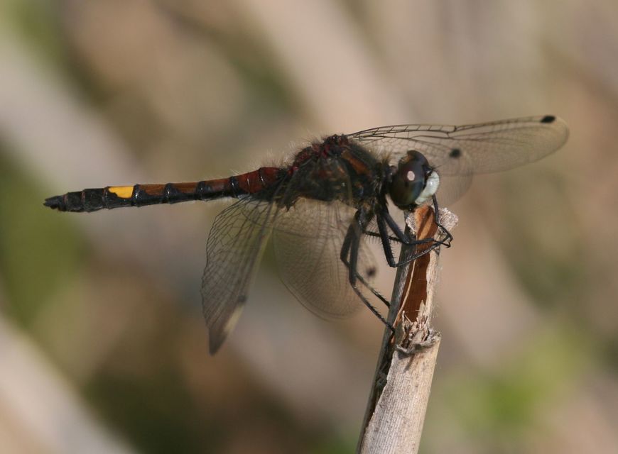 Leucorrhinia pectoralis - lápi álarcos-szitakötő