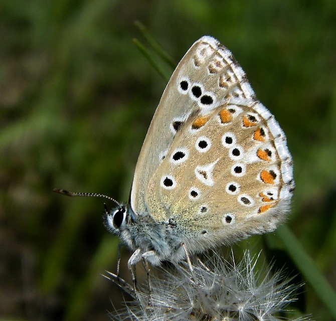 Polyommatus bellargus - égszínű boglárka
