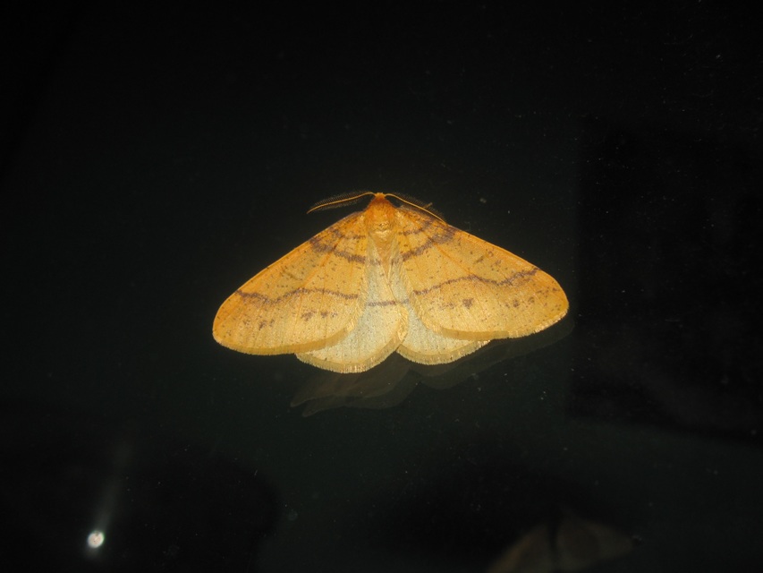 Agriopis aurantiaria - aranysárga téliaraszoló