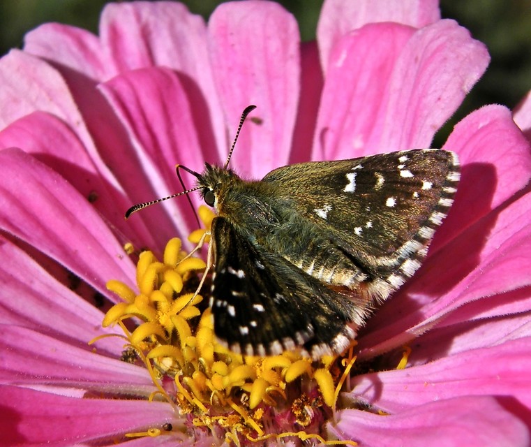 Pyrgus serratulae - homályos busalepke
