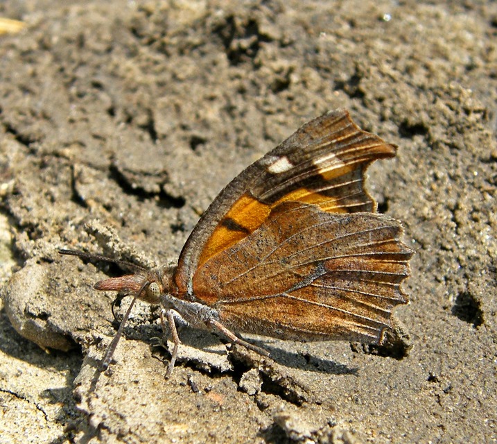 Libythea celtis - csőröslepke