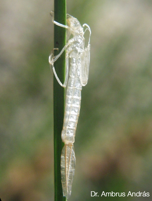 Lestes macrostigma - nagyfoltos rablószitakötő