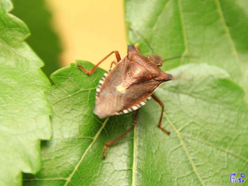 Pentatoma rufipes - vöröslábú címerespoloska Pentatoma rufipes - vöröslábú címerespoloska