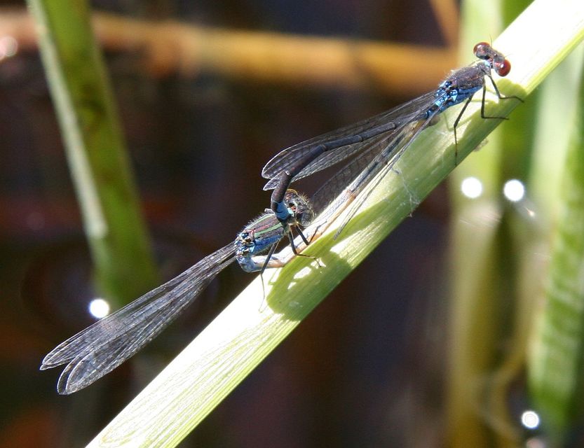 Erythromma viridulum - kis pirosszemű-légivadász