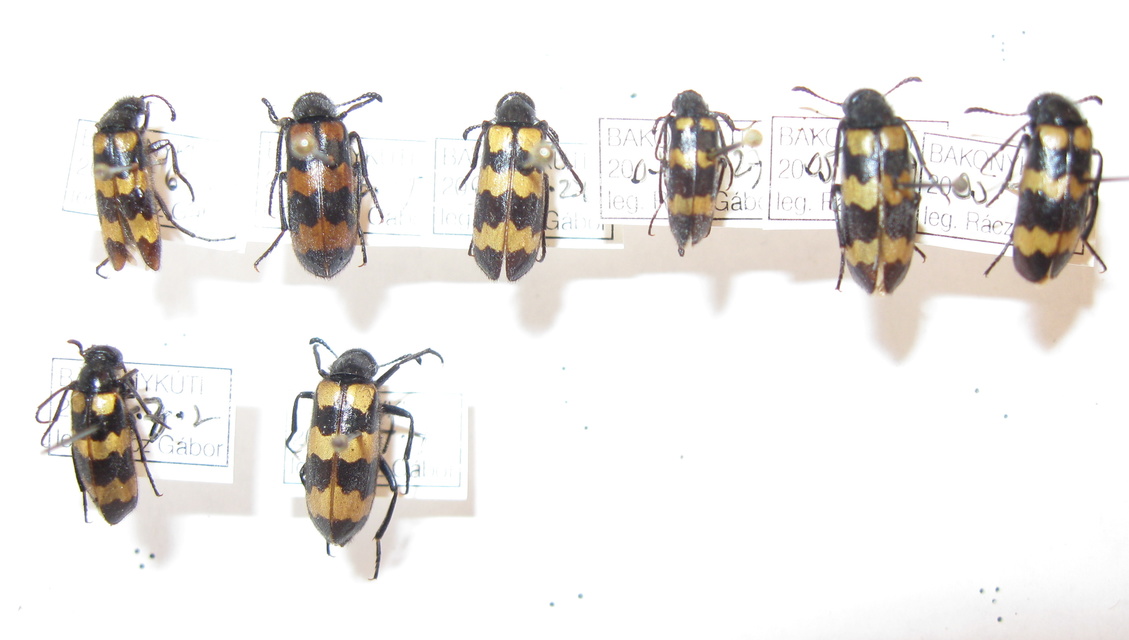 Mylabris variabilis - szalagos hólyaghúzó Mylabris variabilis - szalagos hólyaghúzó