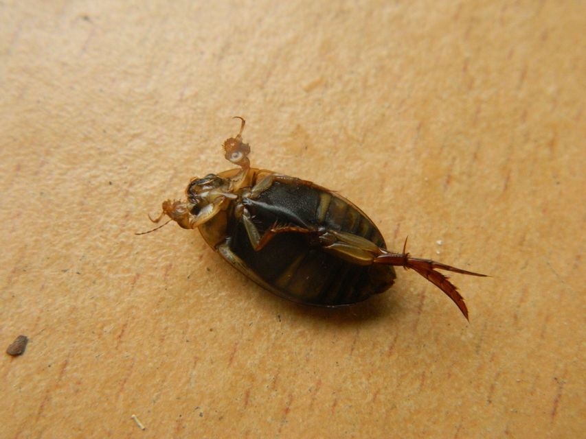 Acilius canaliculatus - sárgacombú barázdáscsíkbogár Acilius canaliculatus - sárgacombú barázdáscsíkbogár