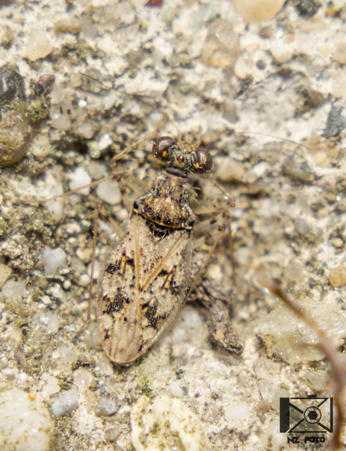 Leptopus marmoratus - kövipoloska