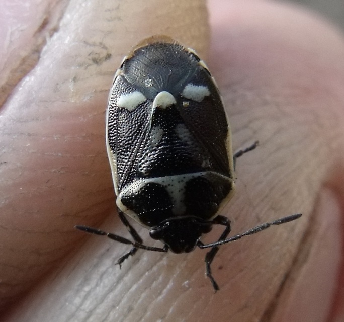 Eurydema oleracea - paréjpoloska Eurydema oleracea - paréjpoloska