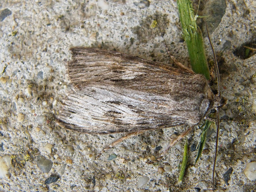 Scotochrosta pulla - sötét őszibagoly