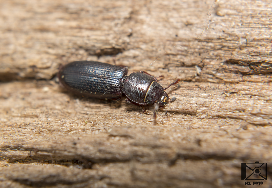 Tenebroides mauritanicus - lisztmentő korongbogár